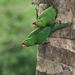 Crimson-fronted Parakeet - Photo (c) Oscar Perez, all rights reserved