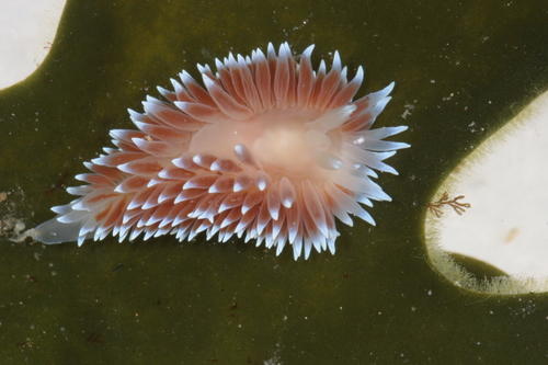 Antiopella longidentata (Gosliner, 1981)
