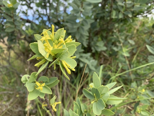 ‘ākia (Wikstroemia pulcherrima)