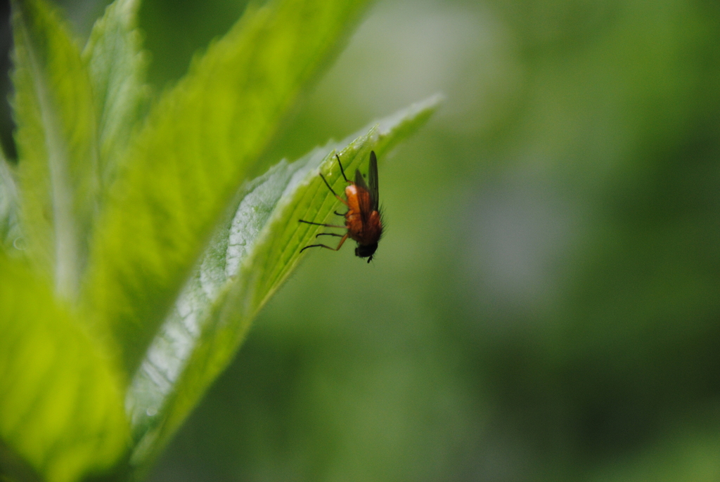 House Flies and Allies from Stolitchna obchtina, Bulgarie on June 27