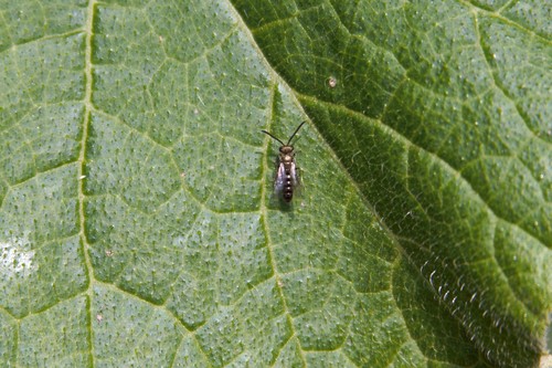 photo of Metallic Sweat Bees (Dialictus)