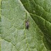 photo of Metallic Sweat Bees (Dialictus)