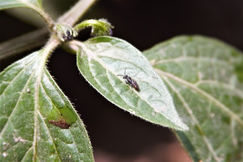 photo of Blood Bees (Sphecodes)