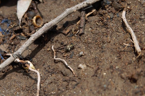 photo of Metallic Sweat Bees (Dialictus)