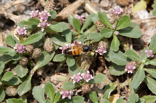 photo of Western Honey Bee (Apis mellifera)