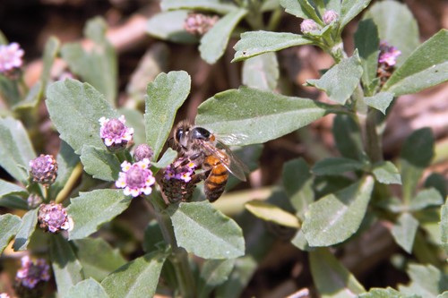 photo of Western Honey Bee (Apis mellifera)