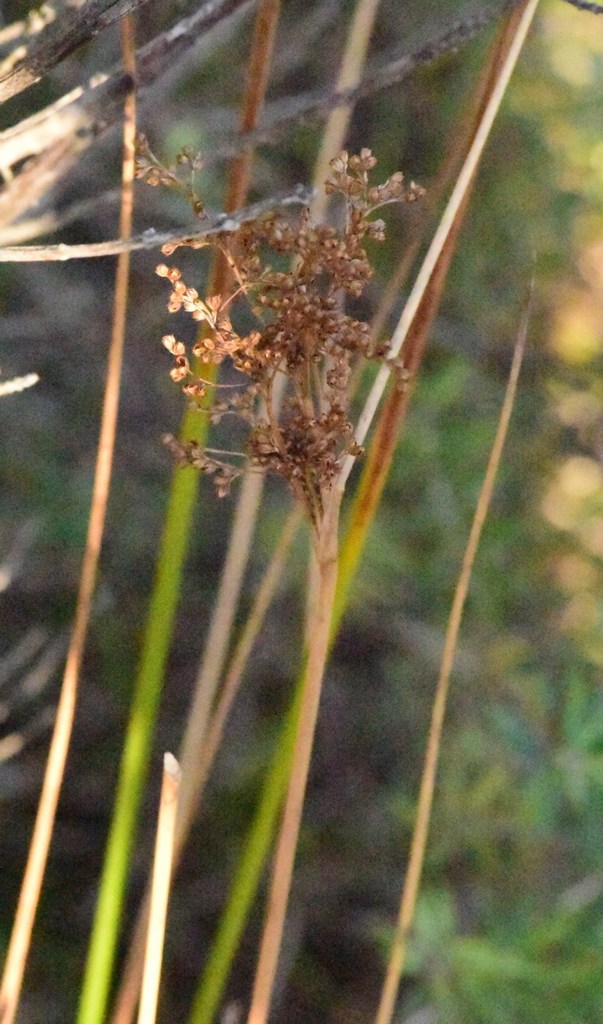 Juncus continuus from One Track For All on March 09, 2020 at 05:05 PM ...