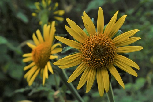 tree marigold