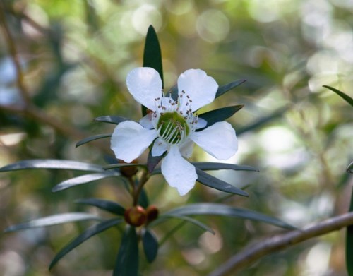 Leptospermum morrisonii