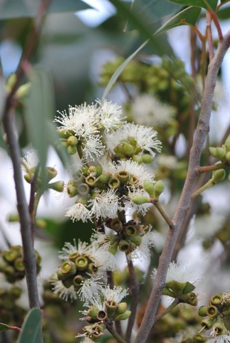 Eucalyptus imitans