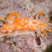 Kelp Orangeclub Seaslug - Photo (c) Terry Gosliner, all rights reserved, uploaded by Terry Gosliner