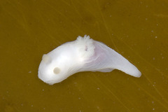 Lecithophorus capensis image