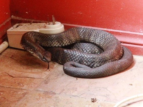 Tiger Snake sighting