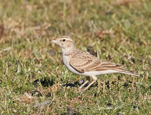 Greater Short-toed Lark