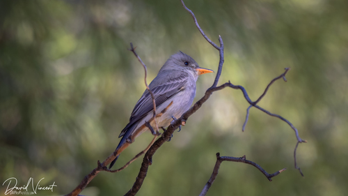 Greater Pewee