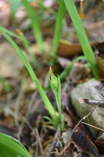 Iris koreana