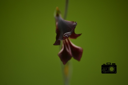 Gladiolus atropurpureus