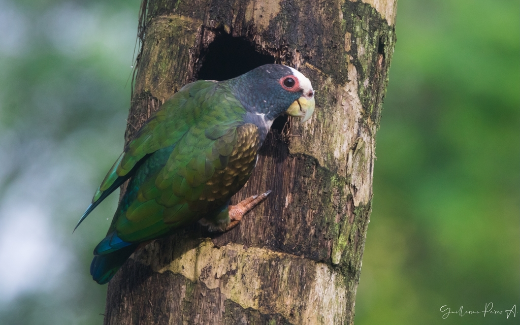 White-crowned Parrot photo