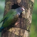 White-crowned Parrot - Photo (c) Oscar Perez, all rights reserved, uploaded by Oscar Perez