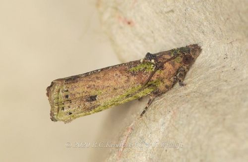 Genus Matsumuraeses · iNaturalist