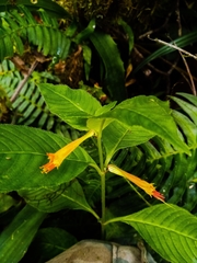 Image of Cuphea appendiculata