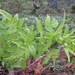 Rubus rosifolius rosifolius - Photo (c) ccpk，保留所有權利