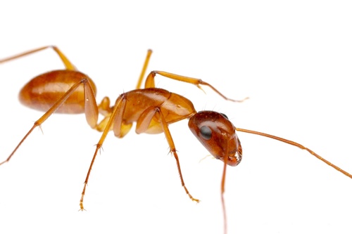 Chestnut Carpenter Ant