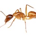 Camponotus castaneus - Photo (c) Aaron Stoll, todos los derechos reservados, subido por Aaron Stoll
