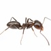 Dorymyrmex - Photo (c) Aaron Stoll, όλα τα δικαιώματα διατηρούνται, uploaded by Aaron Stoll