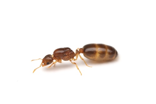 Solenopsis tonsaSolenopsis tonsa