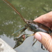 Big Sandy Crayfish - Photo (c) C. Michael Stinson, all rights reserved, uploaded by C. Michael Stinson