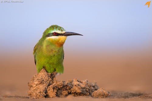 Blue-cheeked Bee-eater