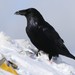 Northern Common Raven - Photo (c) Marian Whitcomb, all rights reserved, uploaded by Marian Whitcomb