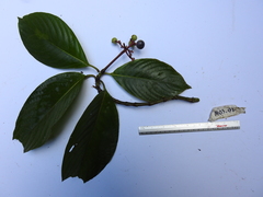 Image of Palicourea hondensis