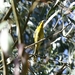 Purple-gaped and Yellow-tufted Honeyeaters - Photo (c) austin1, all rights reserved