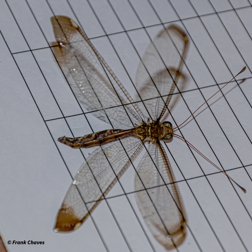 Haploglenius luteus