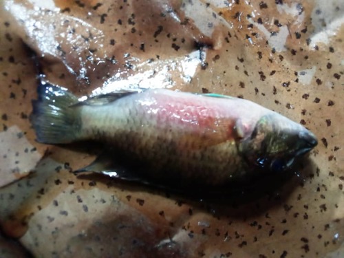 Günther's Mouthbrooder