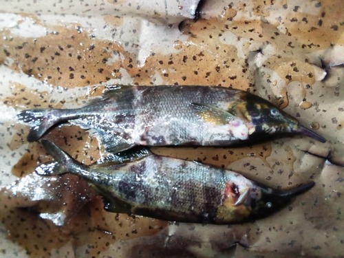 Elephantnose Fish