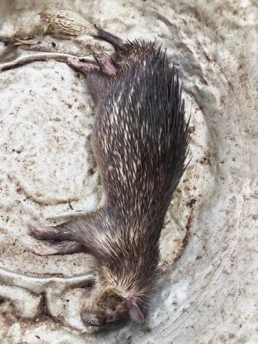 African Brush-tailed Porcupine