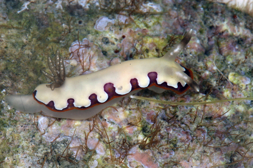 Faithful Sea Slug