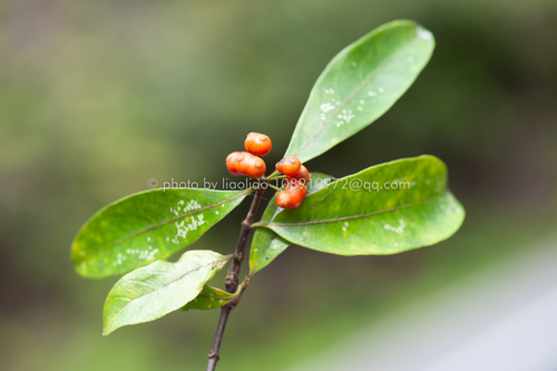 Morinda nanlingensis