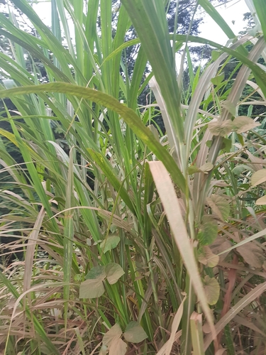 napier grass