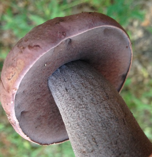 Lilac-brown bolete
