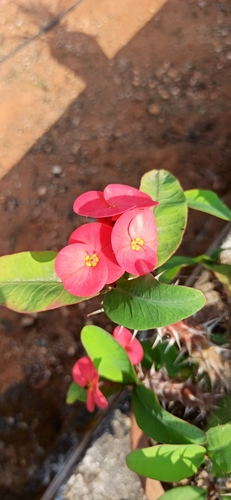 Euphorbia milii var. milii