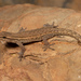 Bradfield's Dwarf Gecko - Photo (c) Tyrone Ping, all rights reserved, uploaded by Tyrone Ping