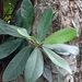 Cuban Laurel - Photo (c) Sogellizer, all rights reserved, uploaded by Sogellizer