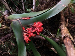 Image of Maxillaria fulgens
