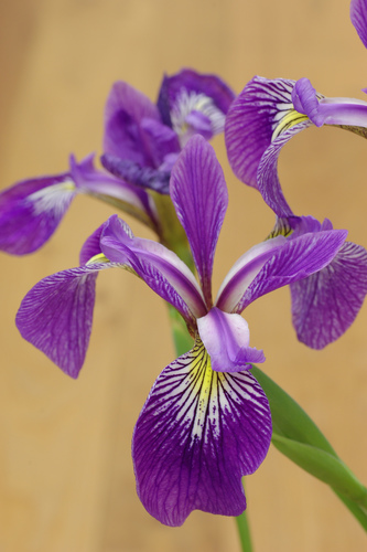 Iris X robusta