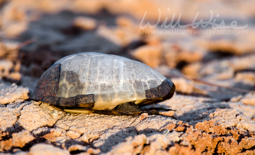 Musk Turtle Shell