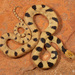 Karoo Tiger Snake - Photo (c) Tyrone Ping, all rights reserved, uploaded by Tyrone Ping